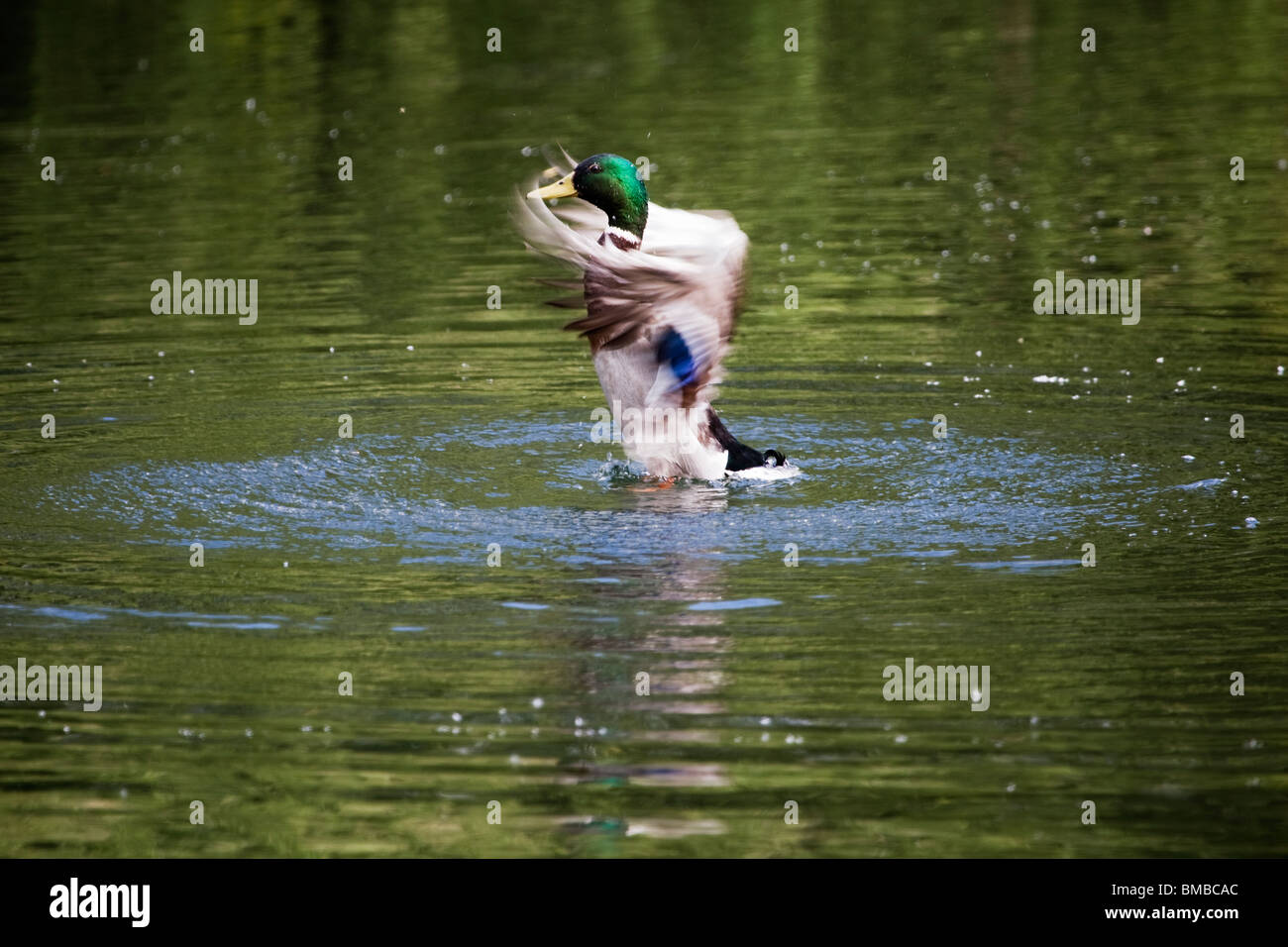 Mallard duck washing Stock Photo