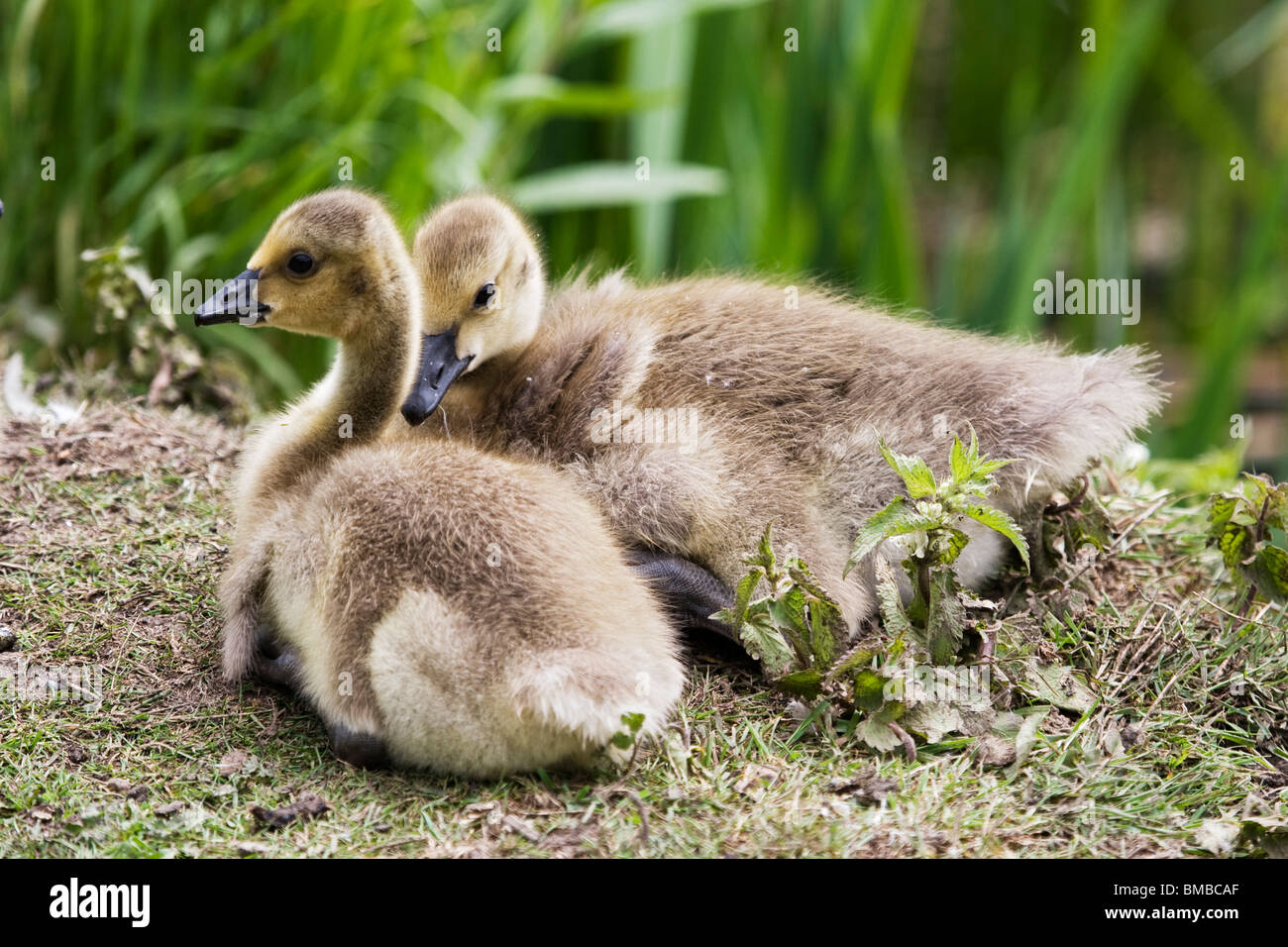 Two Goslings Stock Photo