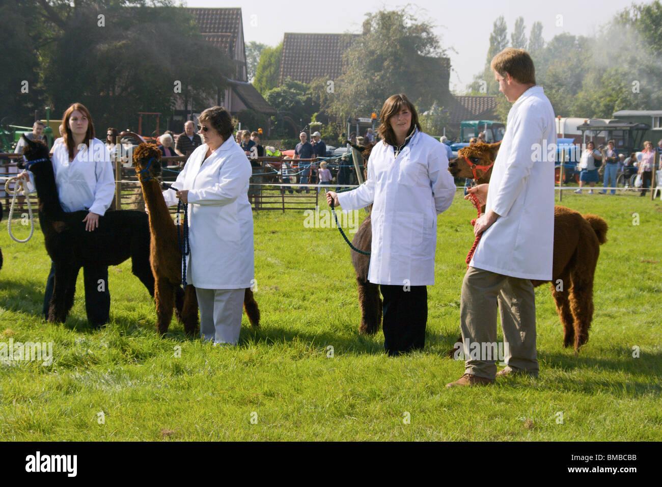 Alpacas and handlers at Gransden & District Agricultural Society Show 2008 Stock Photo