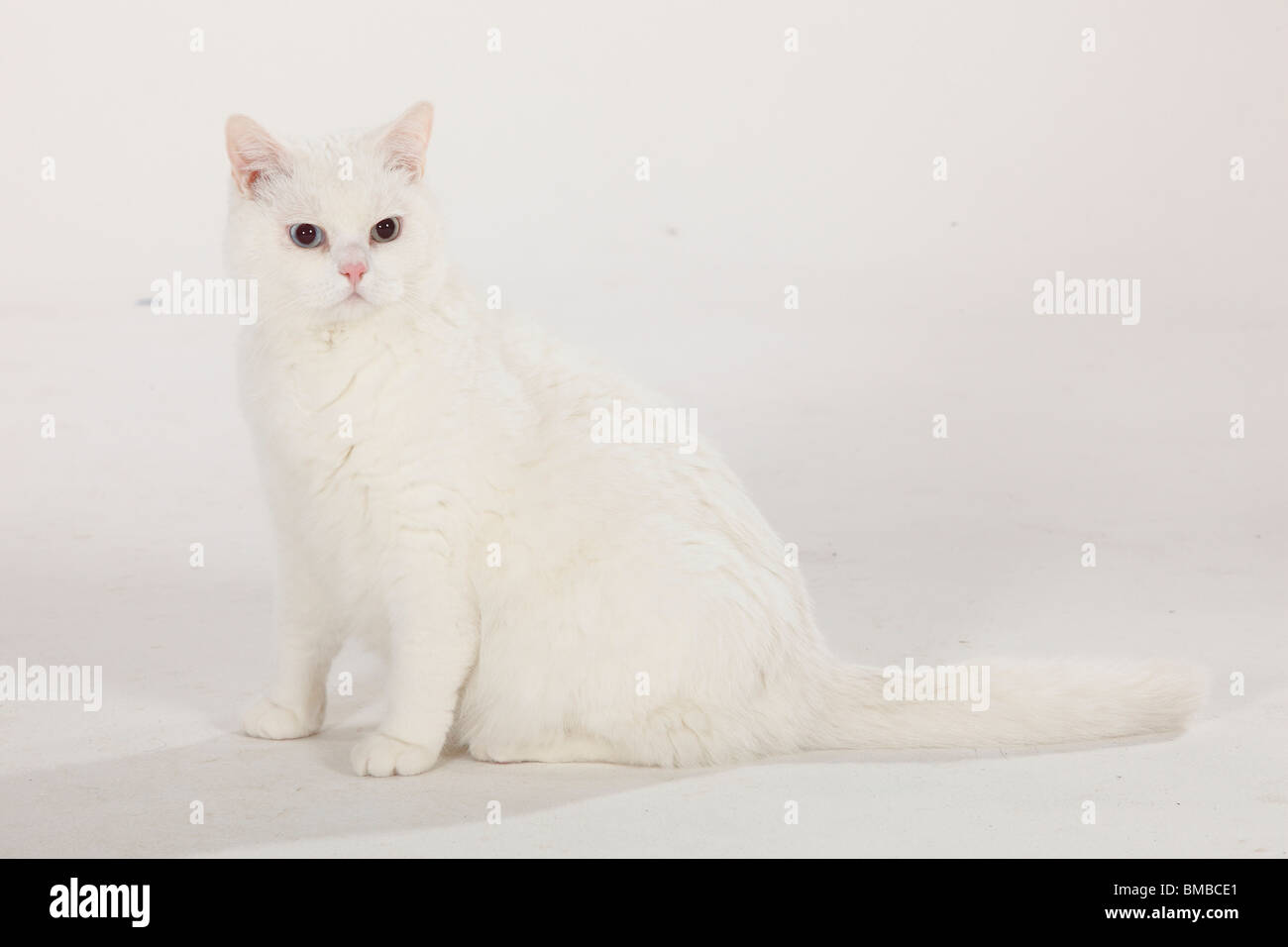 British Shorthair Cat Tomcat White Blue Eyed Side Stock Photo