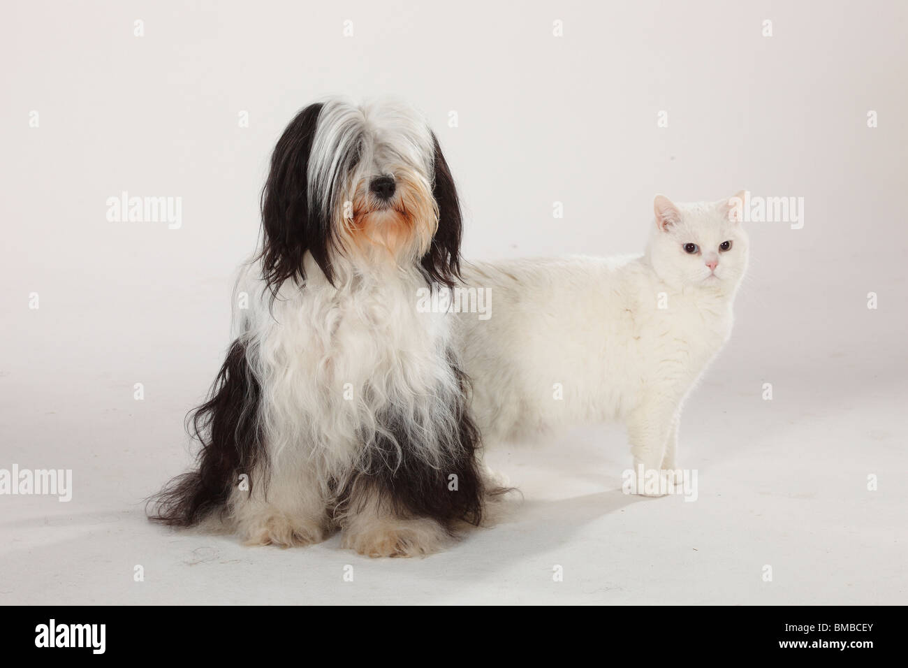 British Shorthair Cat Tomcat White Blue Eyed Tibetan Terrier
