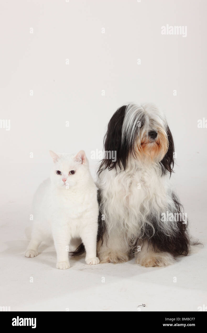 British Shorthair Cat Tomcat White Blue Eyed Tibetan Terrier