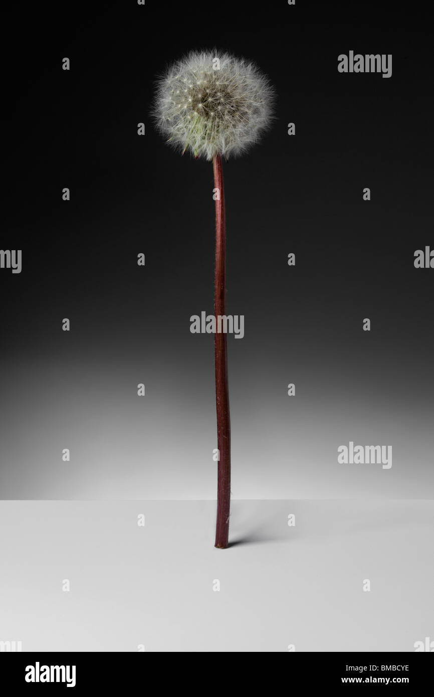 One Dandelion clock standing upright on graduated background Stock Photo