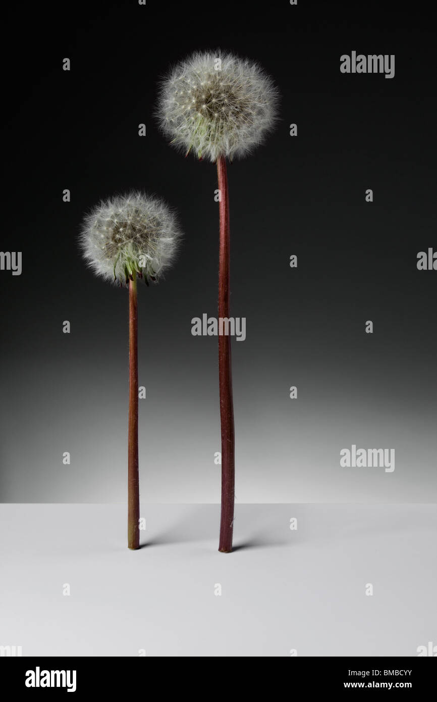Two Dandelion clocks standing upright on graduated background Stock Photo