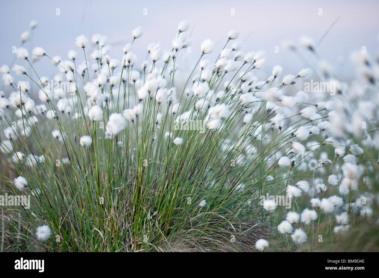 Clump of cotton grass on moorland Stock Photo