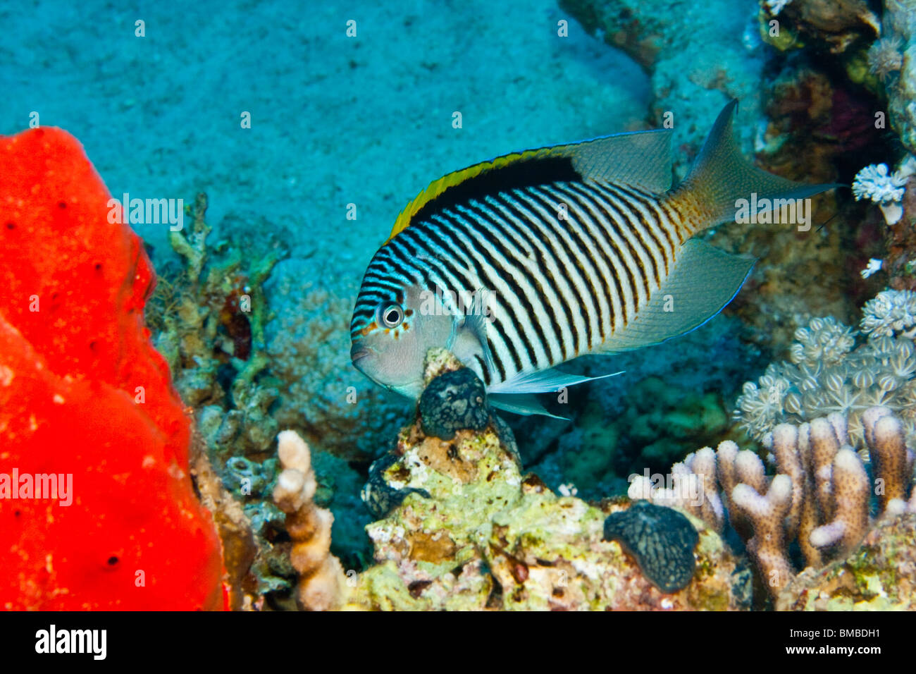 Zebra angelfish (Genicanthus caudovittatus) Stock Photo