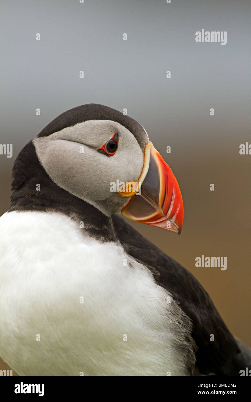 Puffin looking into camera hi-res stock photography and images - Alamy