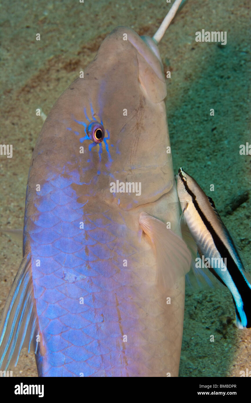 Goldsaddle goatfish (Parupeneus cyclostomus) Stock Photo