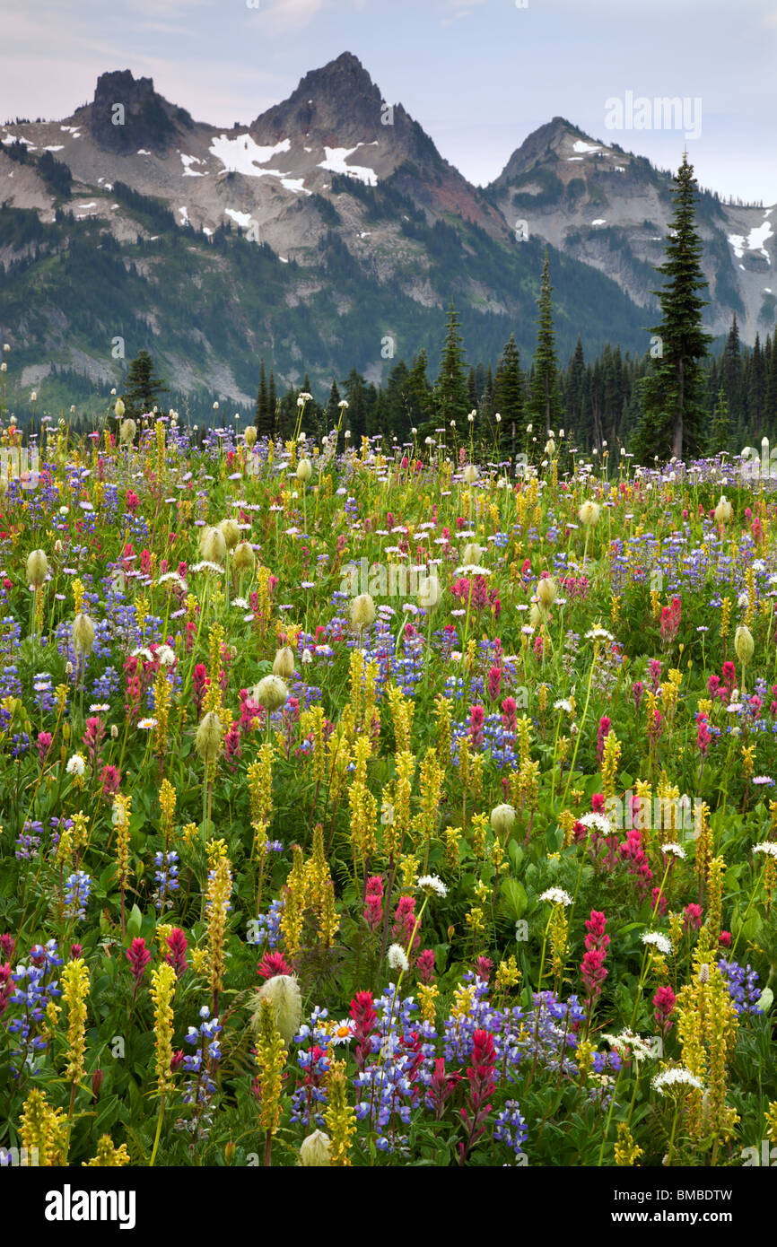 Mount Rainier Natl Park, WA Peaks of the Tatoosh Range above a lush meadow of alpine wildflowers on Mazama ridge Stock Photo