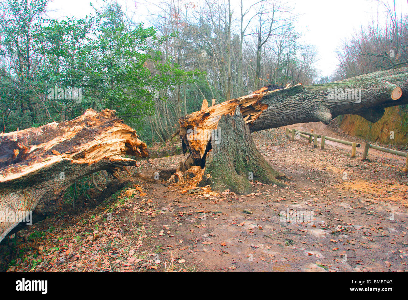Old and big Downy Oak Tree (Quercus pubescens) failed down and crushed in two parts by the wind Stock Photo