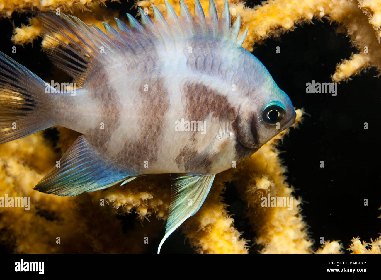 Some fish of Pomacentridae family Stock Photo