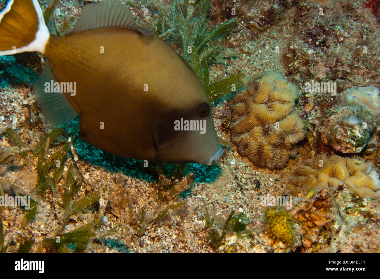 Bluethroat triggerfish (Sufflamen albicaudatus) Stock Photo