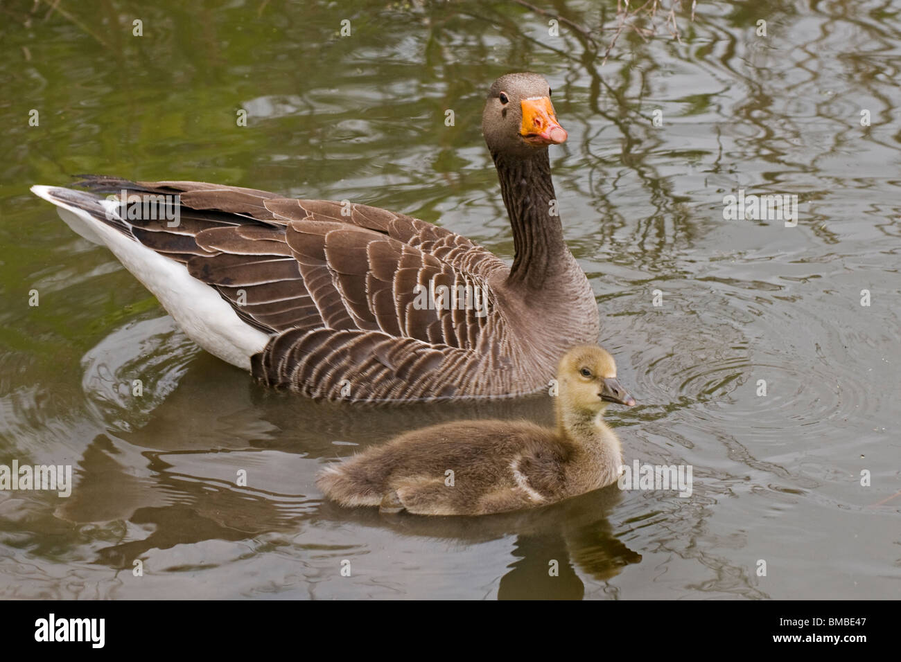 A Greylag Goose and it's gosling swimming Stock Photo