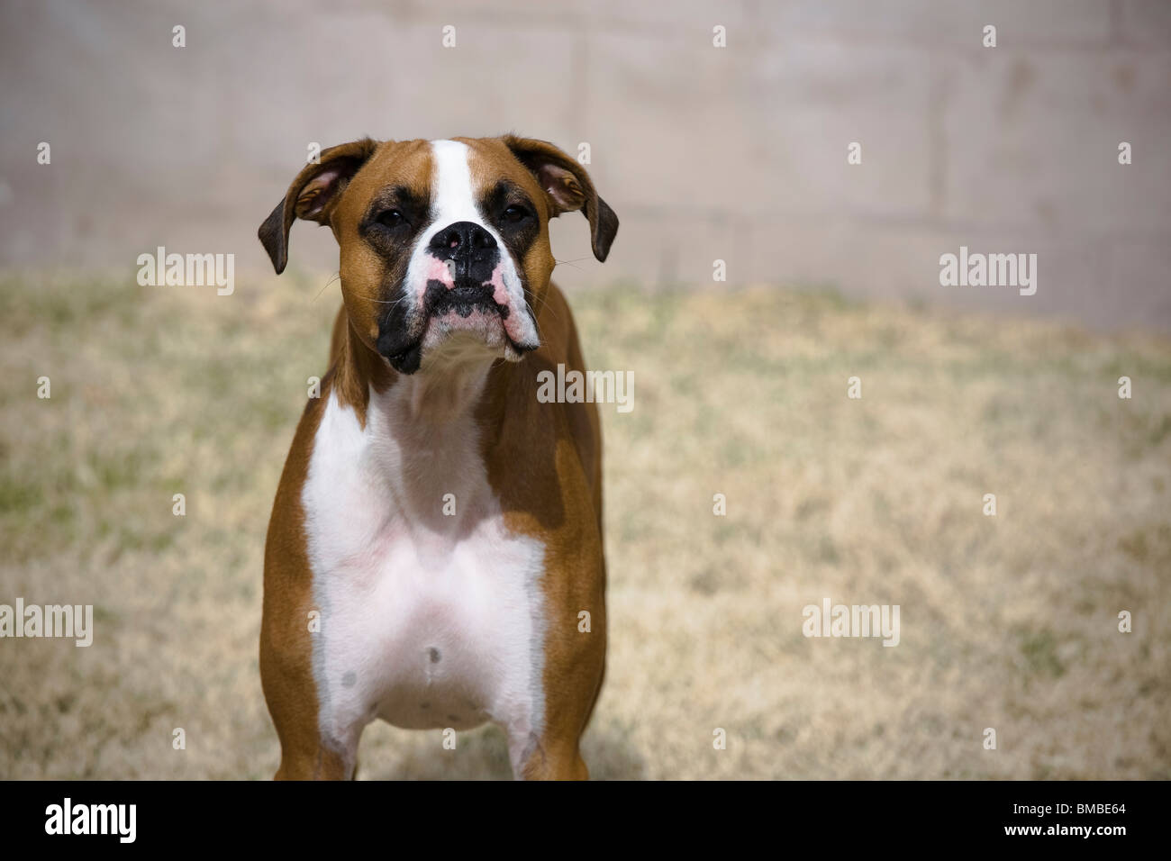 Male boxer dog Stock Photo Alamy