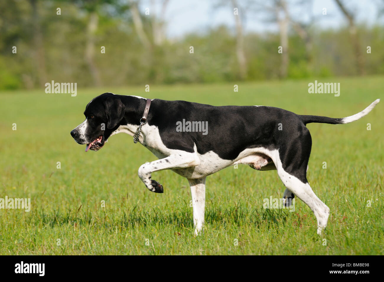Stock photo of an english Pointer gun dog on point. Stock Photo