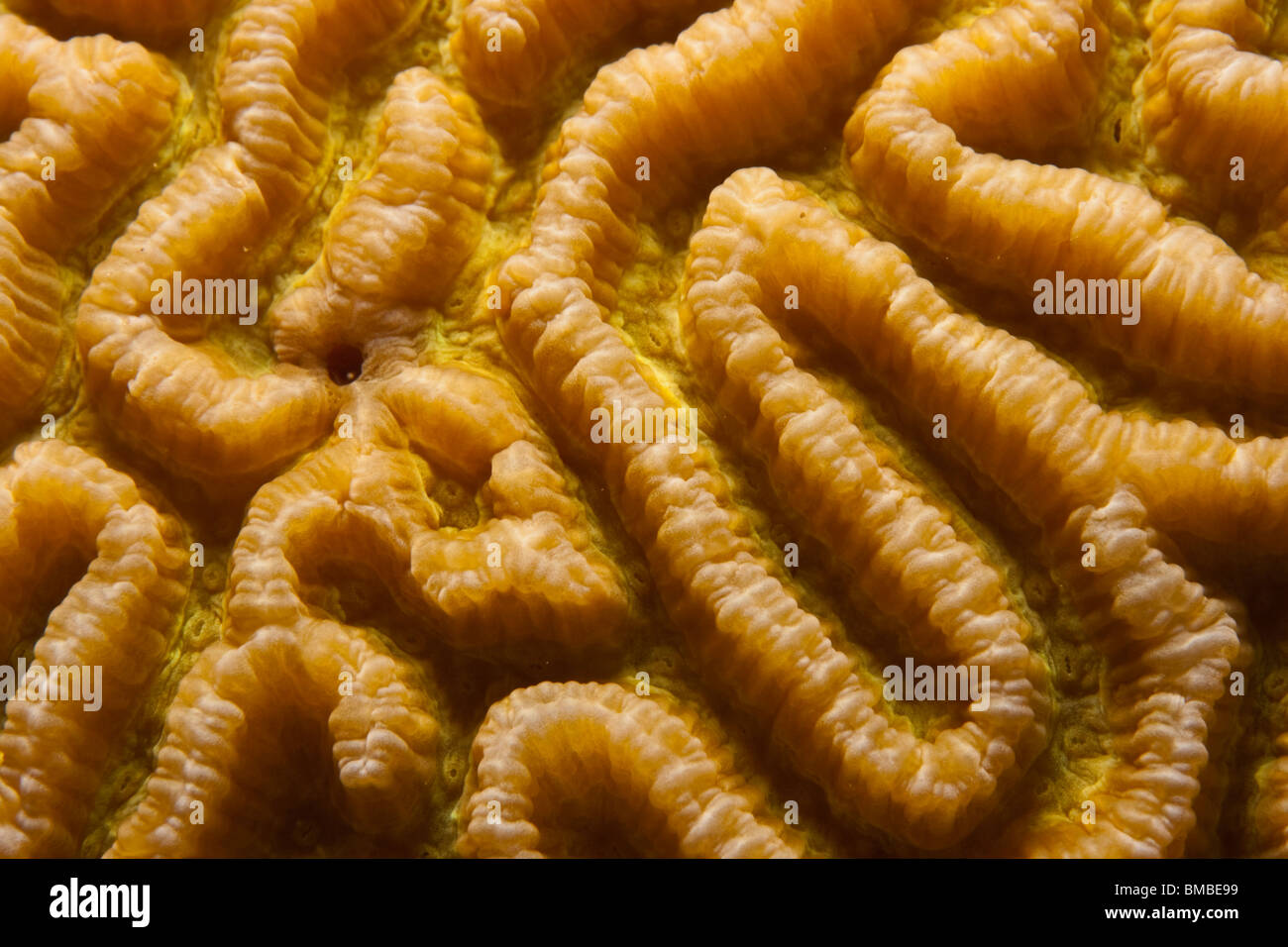 Coral polyps (Platygyra daedalea) Stock Photo
