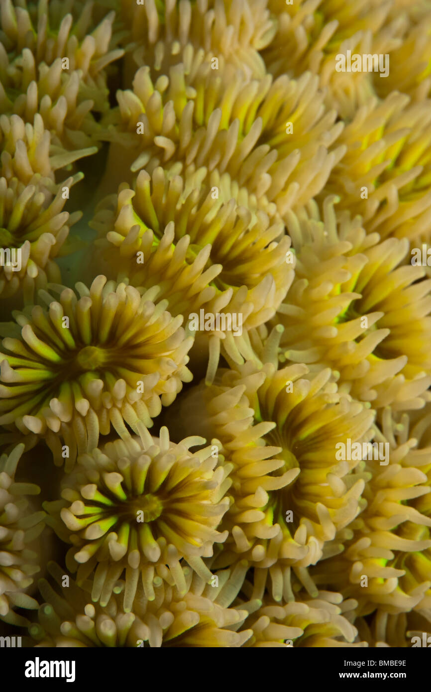 Coral polyps (Galaxea fascicularis) Stock Photo