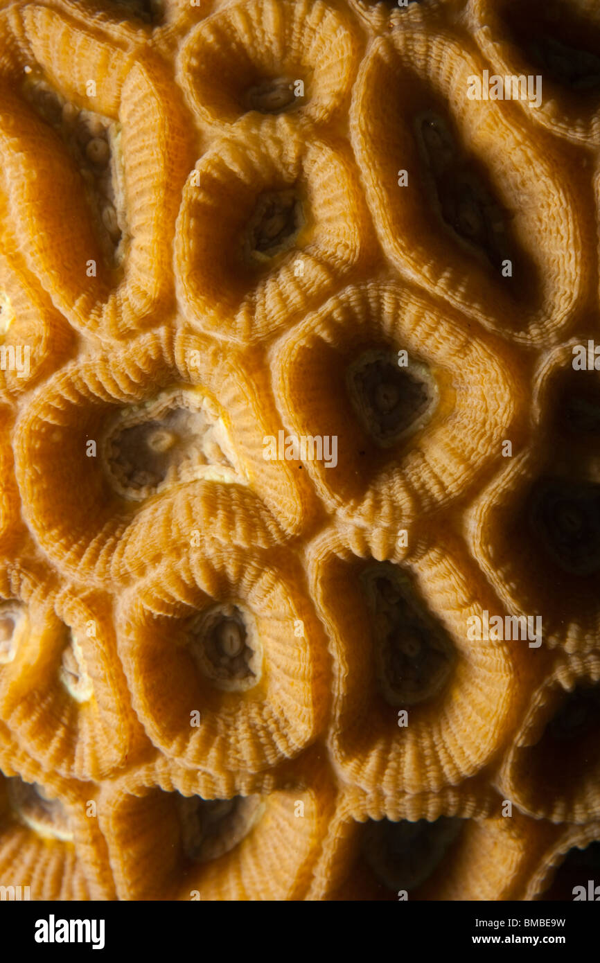 Coral polyps (Favia veroni) Stock Photo