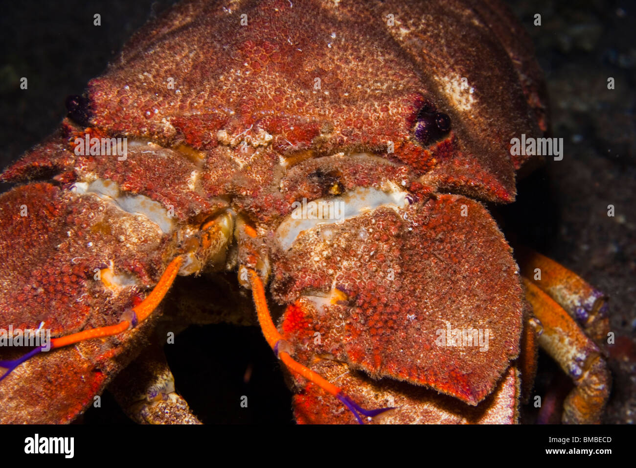 Slipper lobster (Scyllarides latus Stock Photo - Alamy