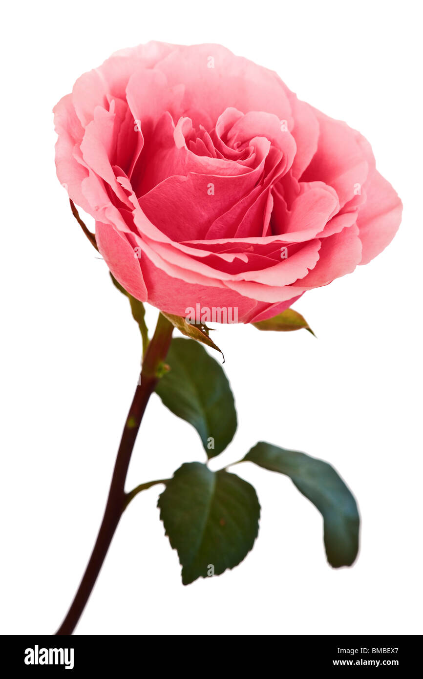 pink rose isolated on a white background Stock Photo - Alamy