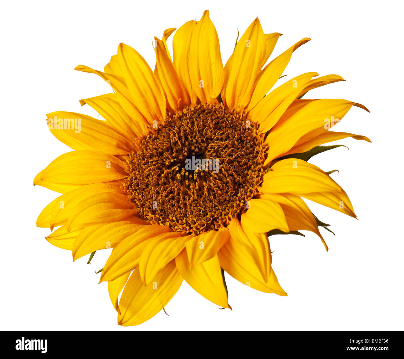 sunflower isolated on a pure white background Stock Photo - Alamy