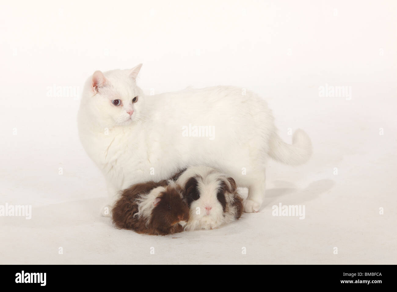British Shorthair Cat Tomcat White Blue Eyed And Texel Guinea