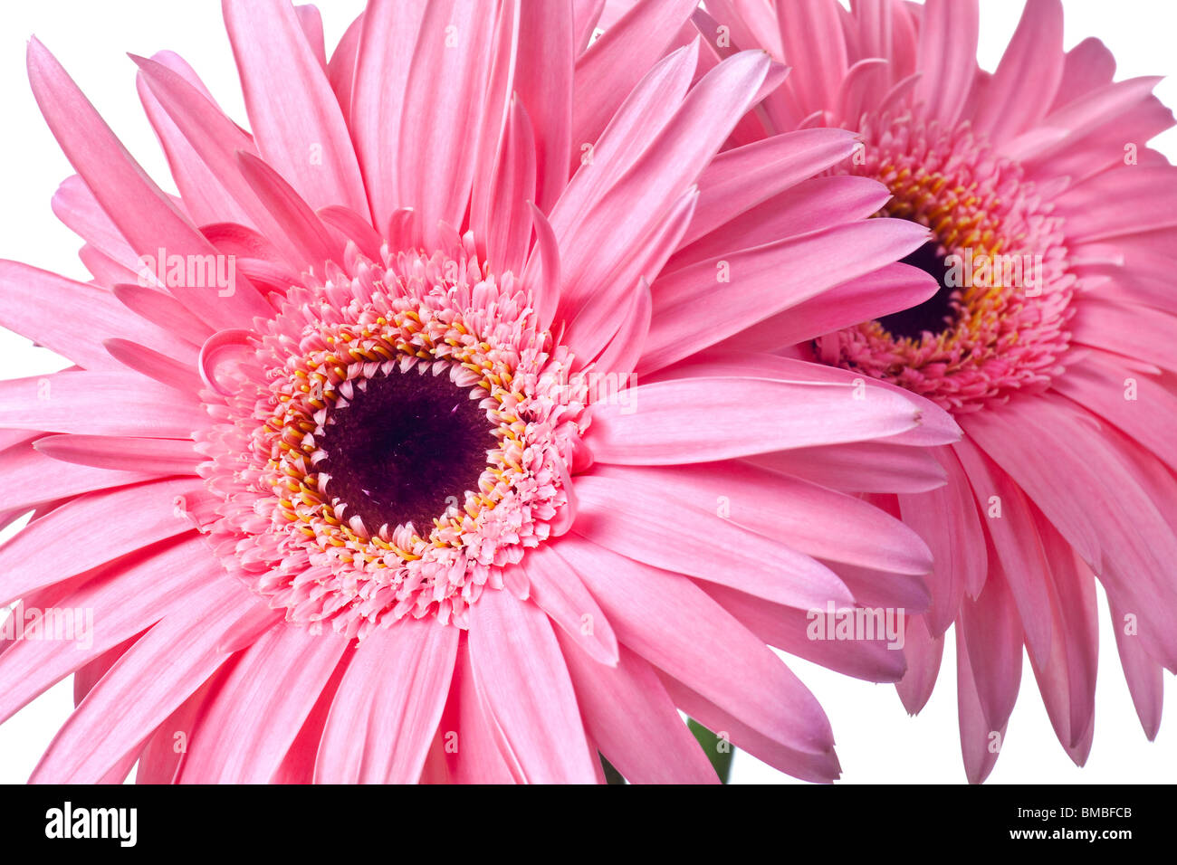 pink daisy isolated on a pure white background Stock Photo - Alamy