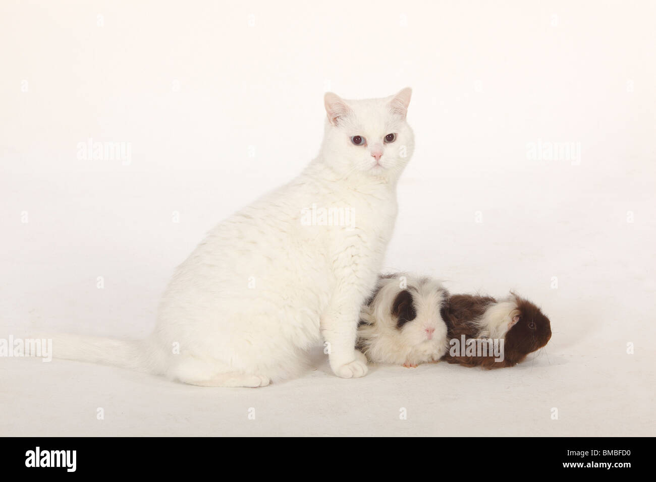 British Shorthair Cat Tomcat White Blue Eyed And Texel Guinea