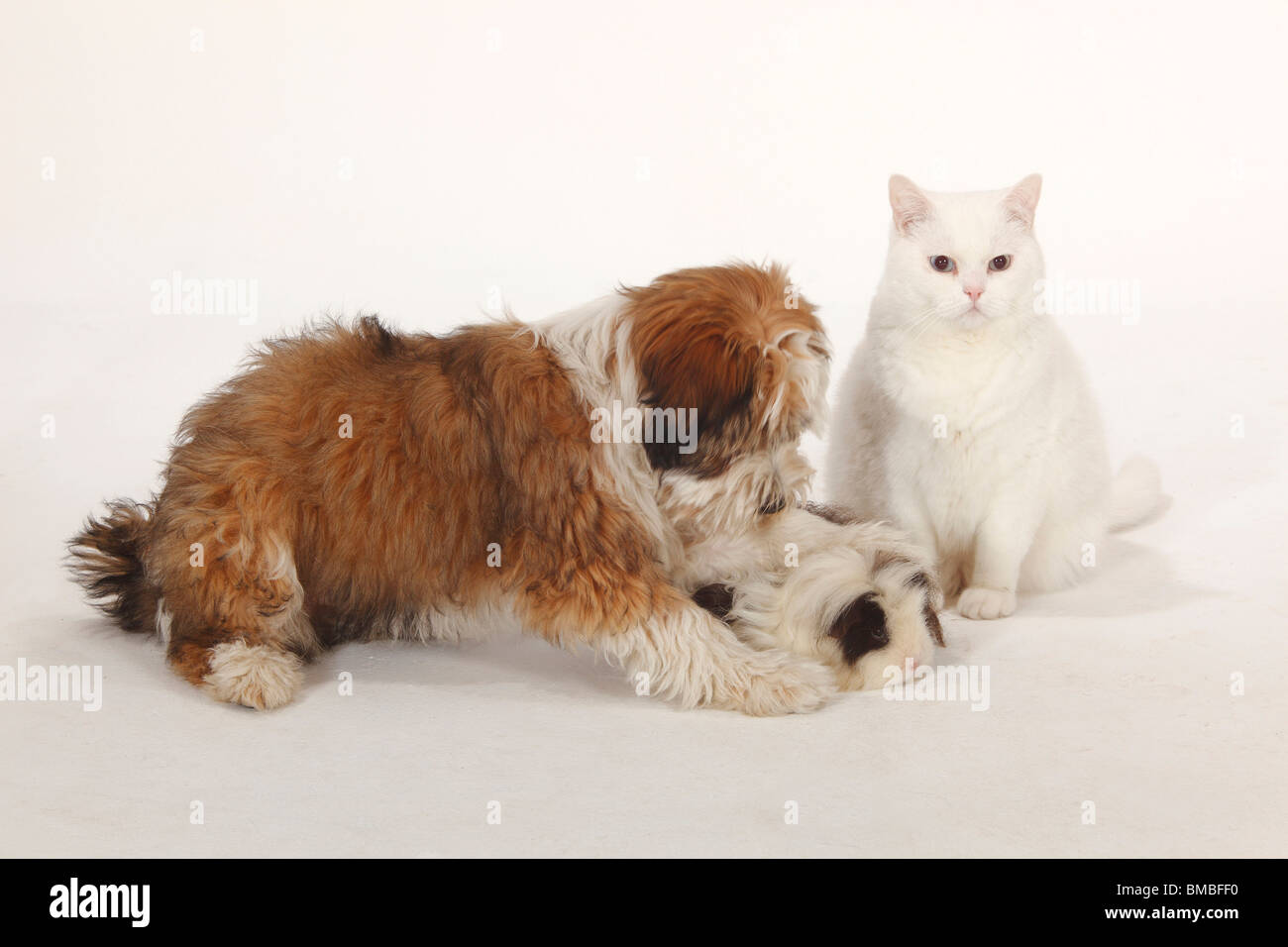 Tibetan Terrier Puppy 4 Months And Texel Guinea Pig Choco