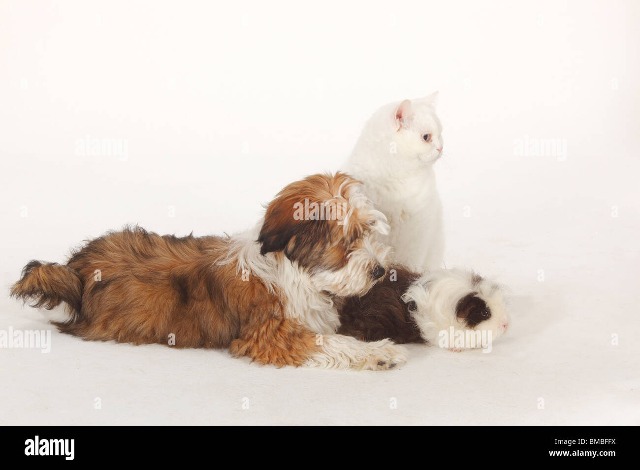 Tibetan Terrier Puppy 4 Months And Texel Guinea Pig Choco