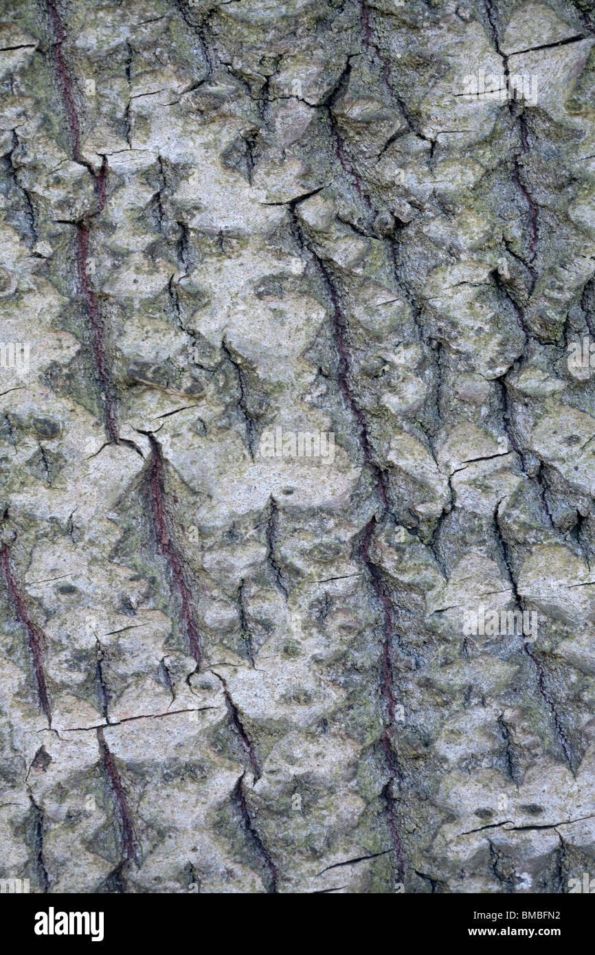 Populus Canescens Macrophylla Tree Bark Stock Photo