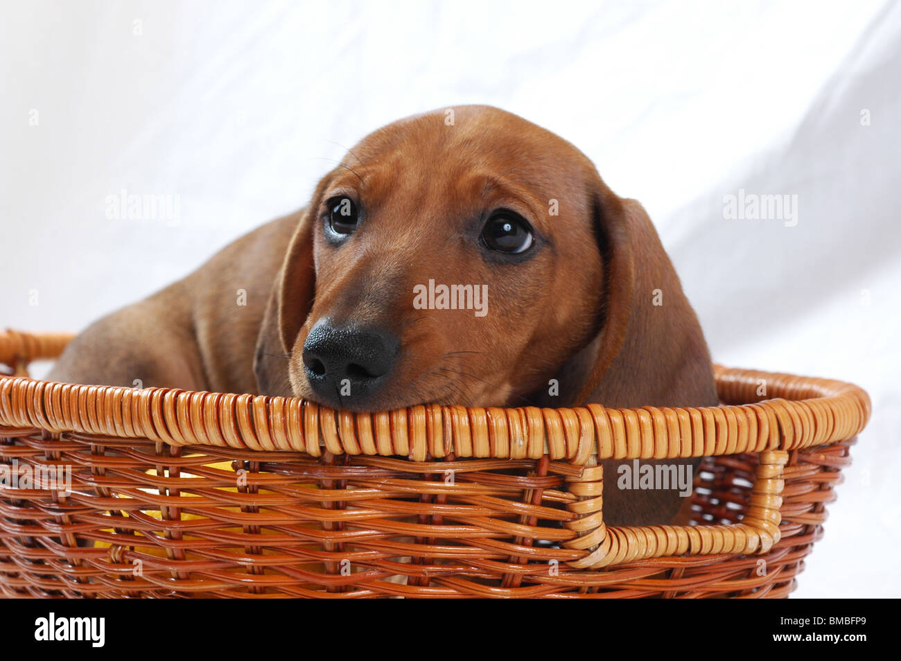 short hair Dachshund Stock Photo Alamy