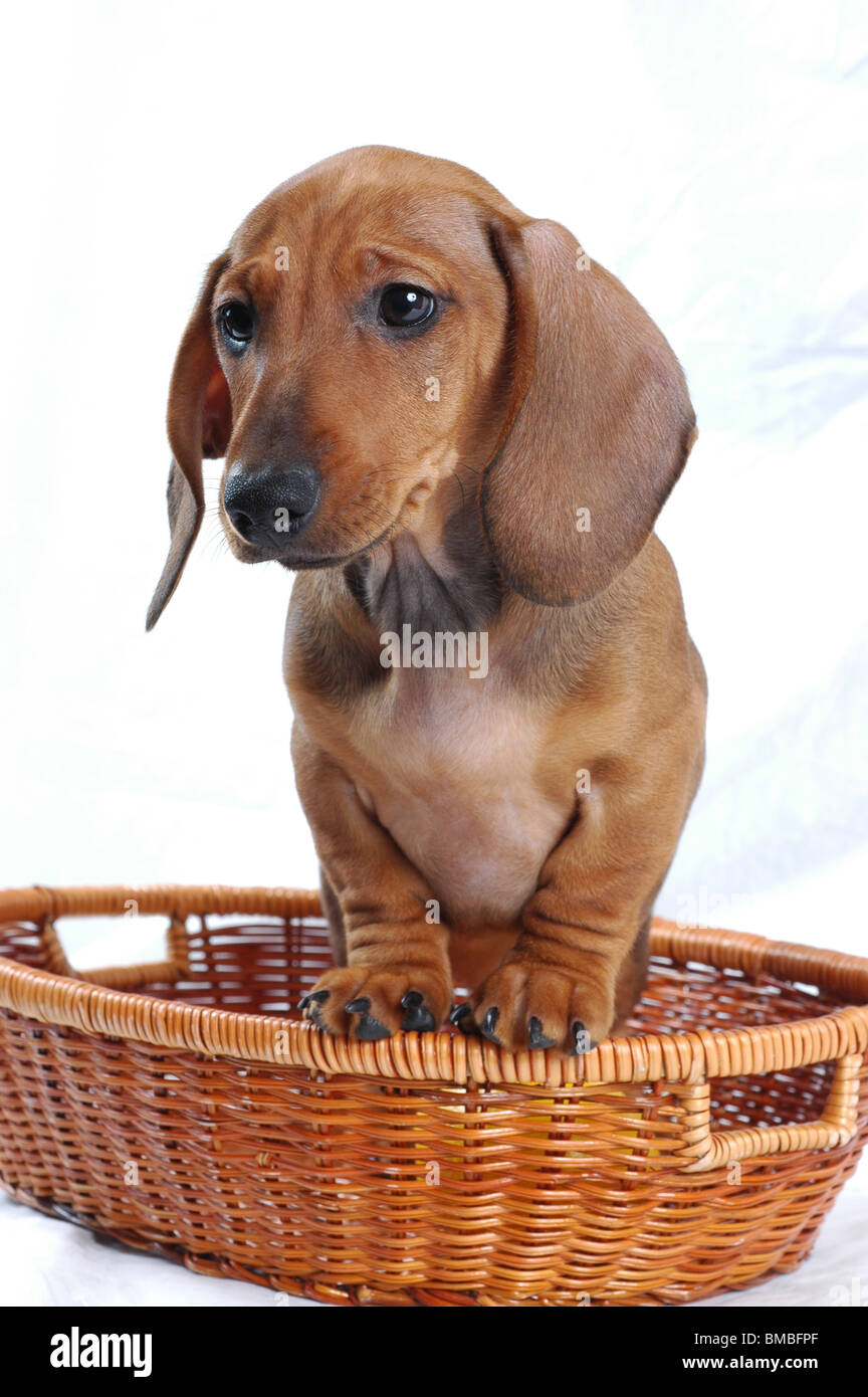 short hair Dachshund Stock Photo Alamy