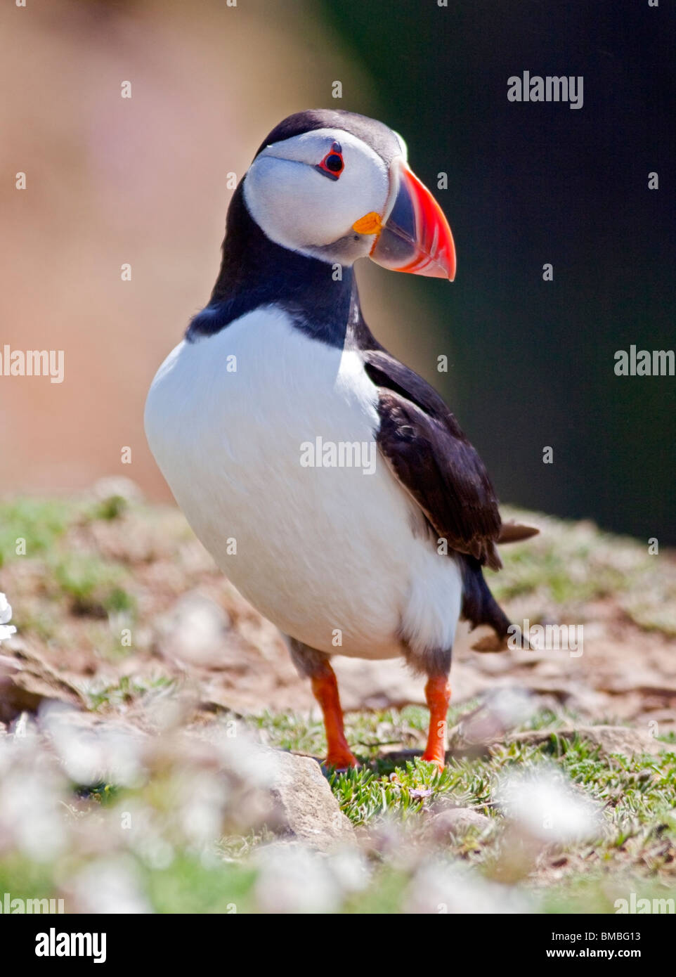 Atlantic Puffin (fratercula arctica), Skomer Island, Wales Stock Photo