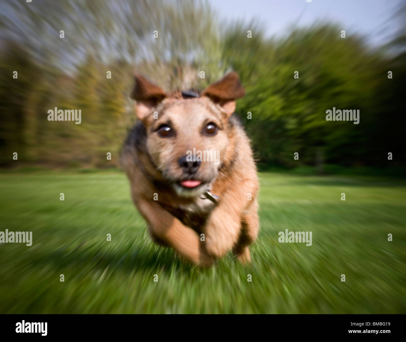 terrier dog running full speed straight at the camera Stock Photo