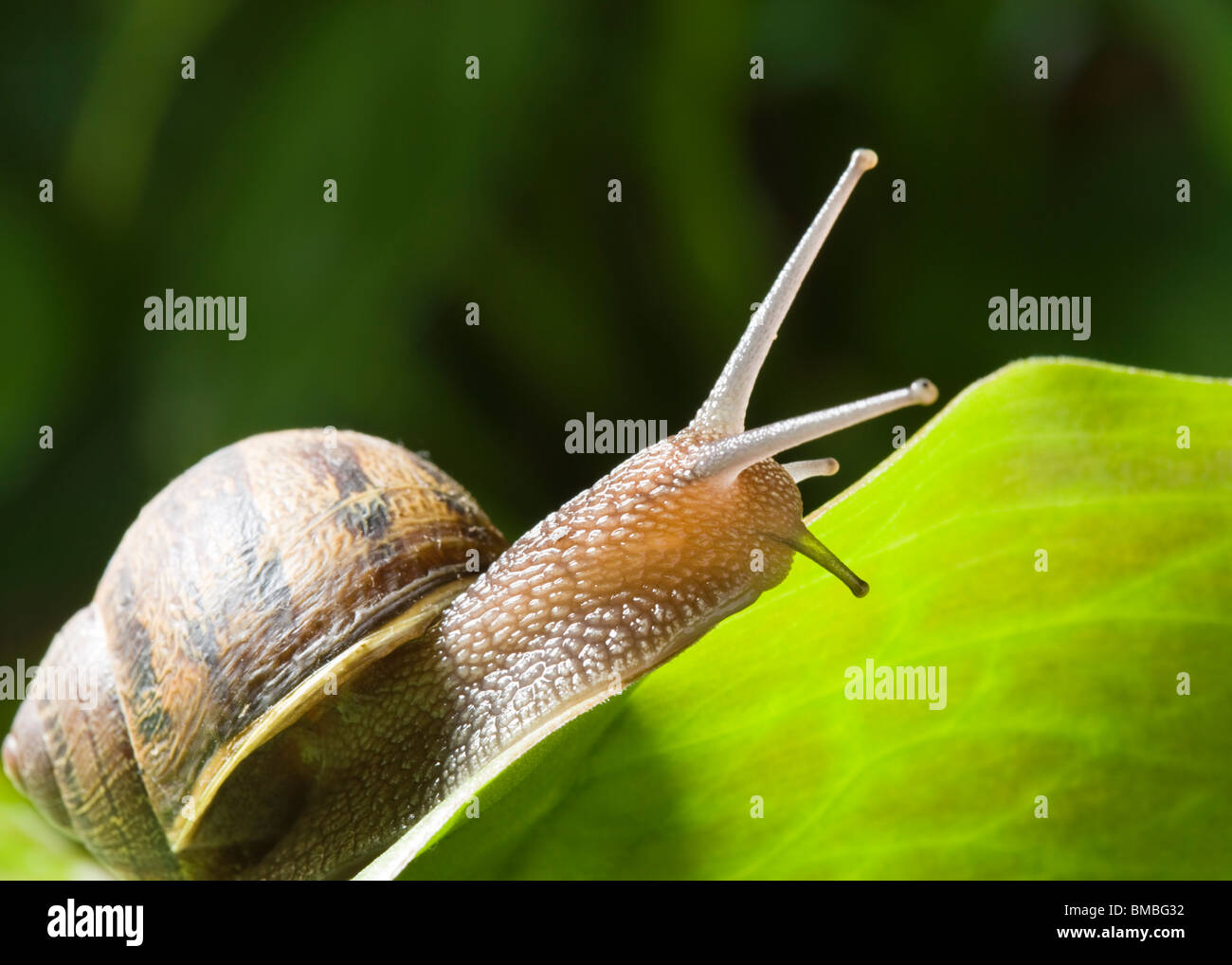 Garden snail, Helix aspersa. Stock Photo