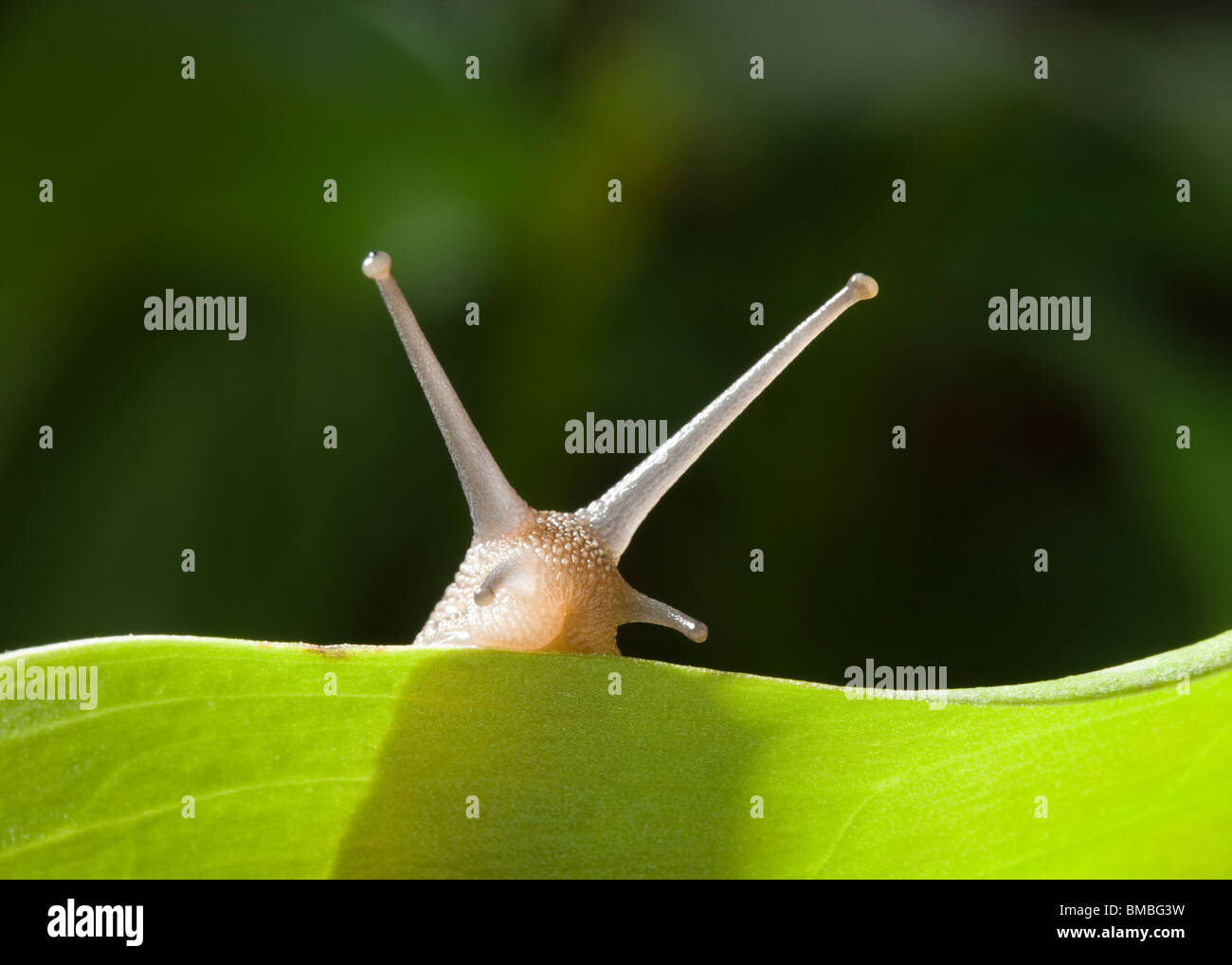 Garden snail, Helix aspersa. Stock Photo