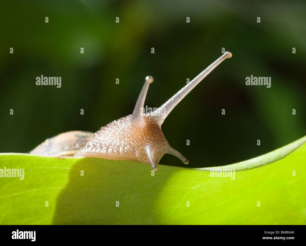 Garden snail, Helix aspersa. Stock Photo