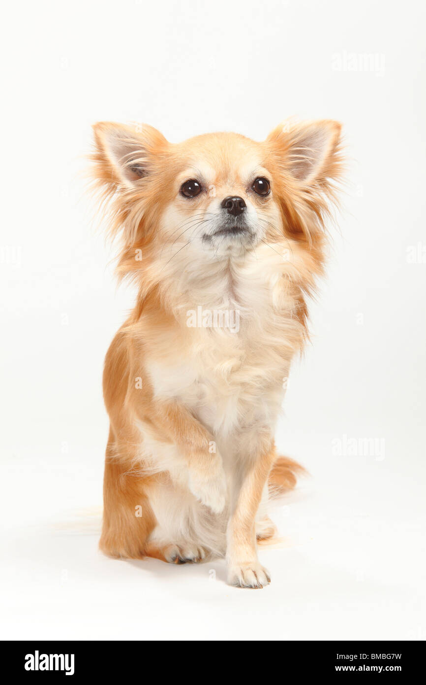 Chihuahua, longhaired, lifting paw Stock Photo