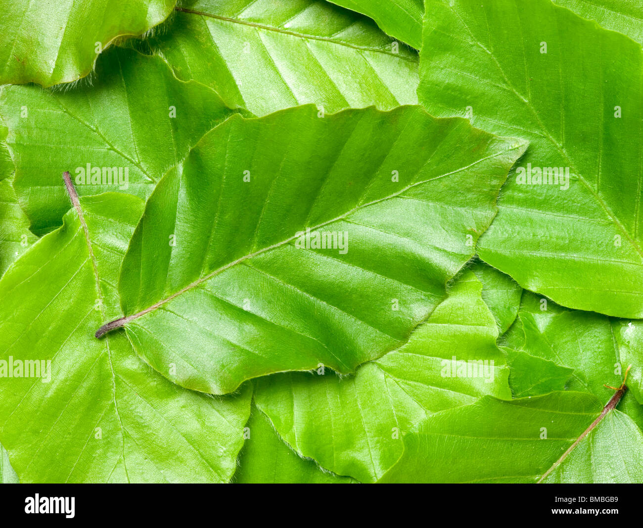 Beech leaves, Fagus sylvatica. Stock Photo