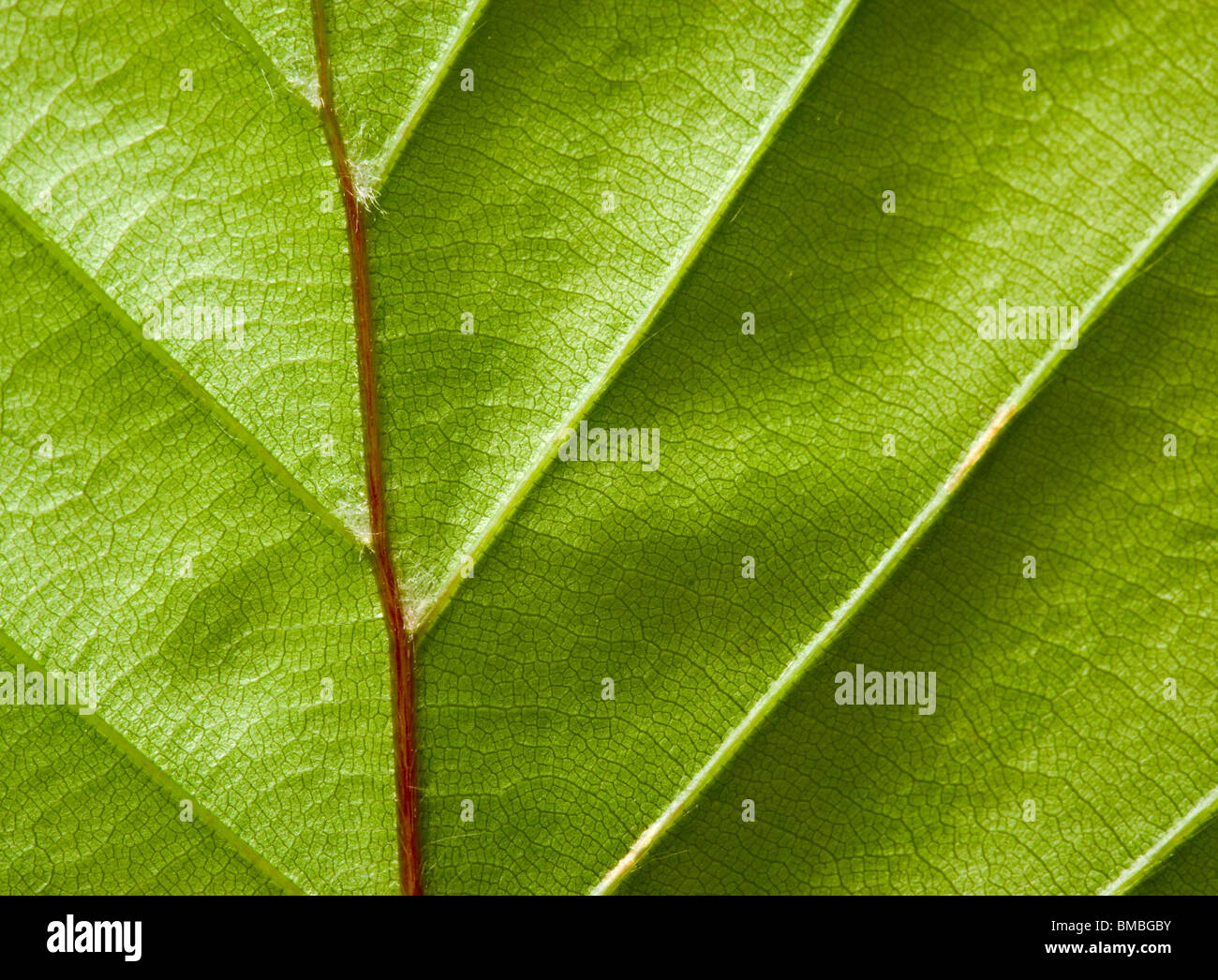 Close up of beech leaf, Fagus sylvatica. UK Stock Photo