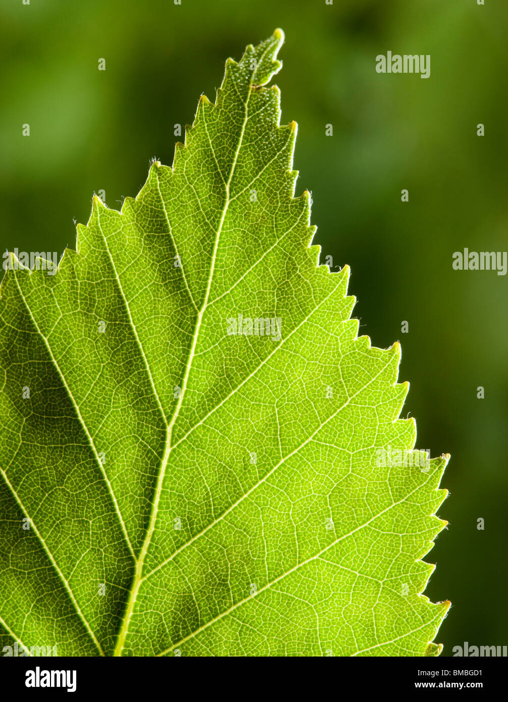 Silver birch leaf, Betula pendula Stock Photo