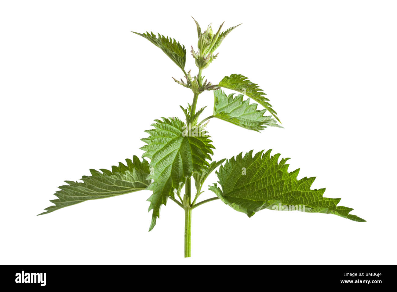 Stinging nettle (Common nettle), Urtica dioica. Stock Photo