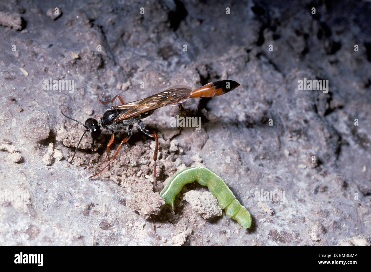 Salt-flat Sand (hunting) wasp (Ammophila aberti)  female opening her nest before taking a caterpillar in to her burrow USA Stock Photo