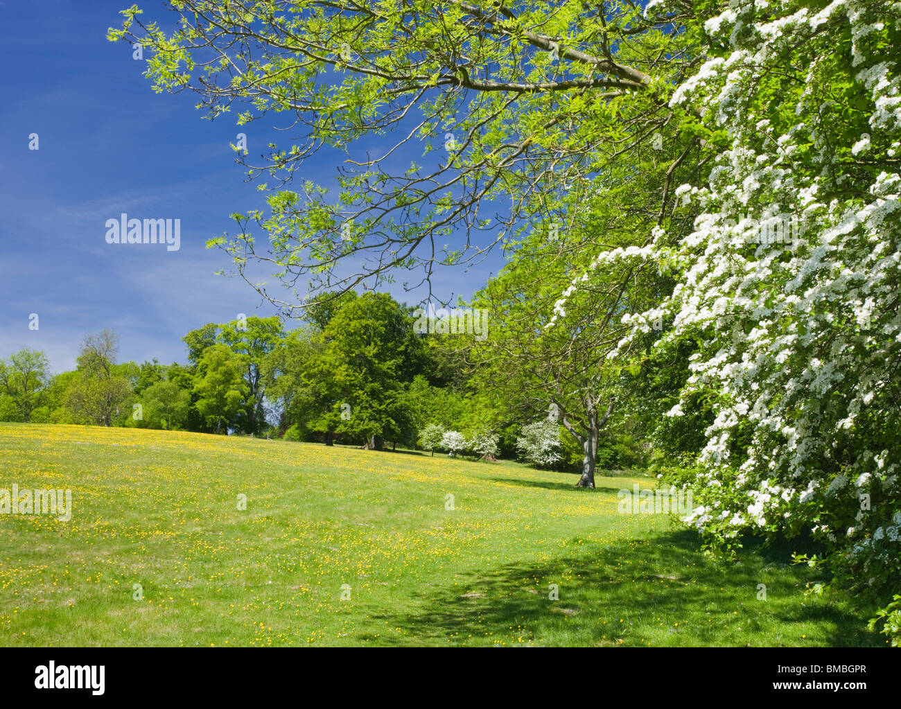 Field and hedgerow with hawthorn, Ranmore, Dorking, Surrey, UK Stock Photo