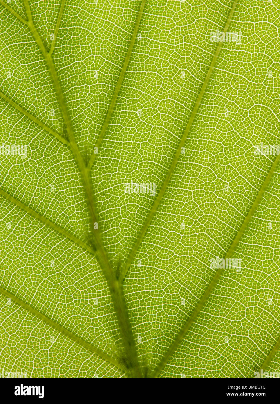 Beech leaf, Fagus sylvatica. Backlit to show veins. Stock Photo