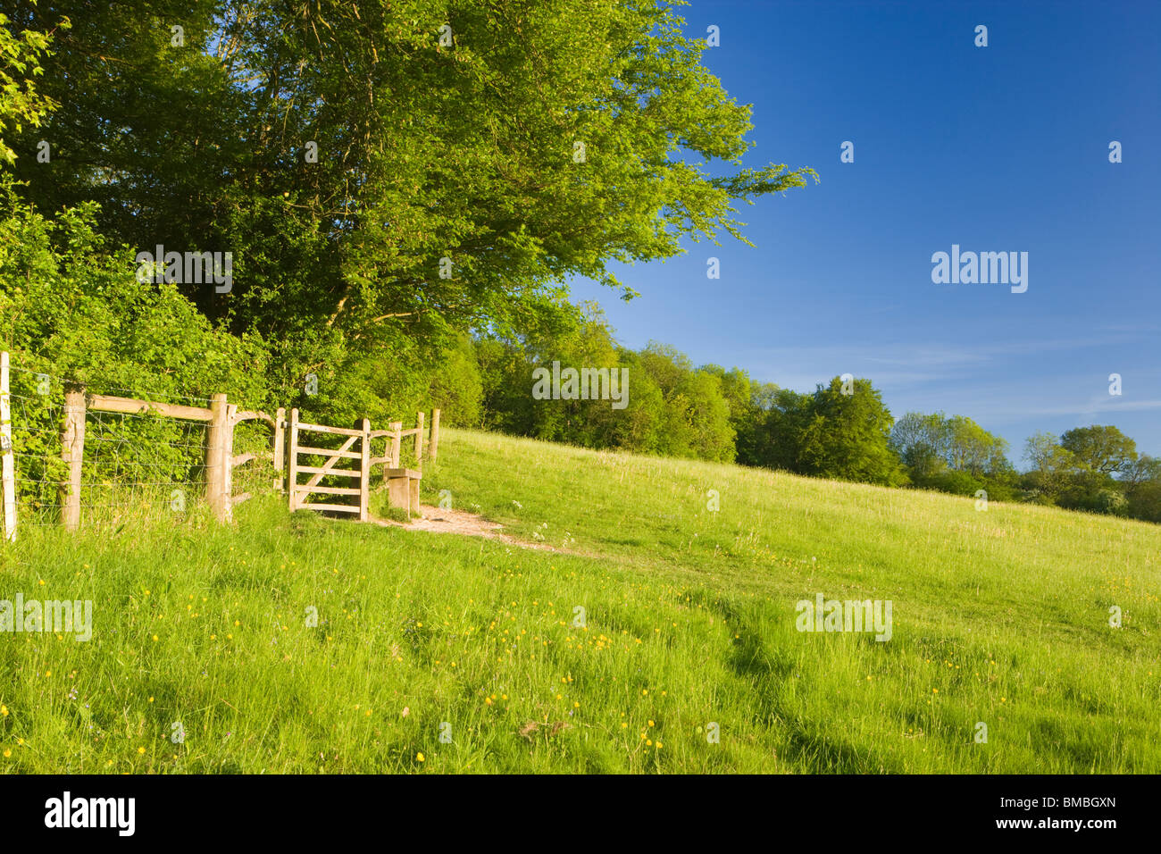 Path and gate in field by woodland. Ranmore Common, North Downs, Surrey, UK Stock Photo