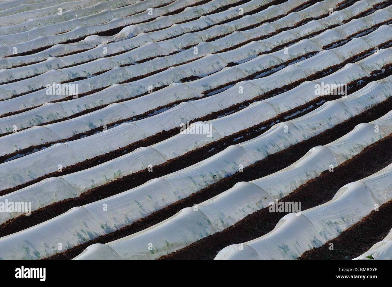 Commercial polythene tunnel cloches, Herefordshire, England, UK Stock Photo