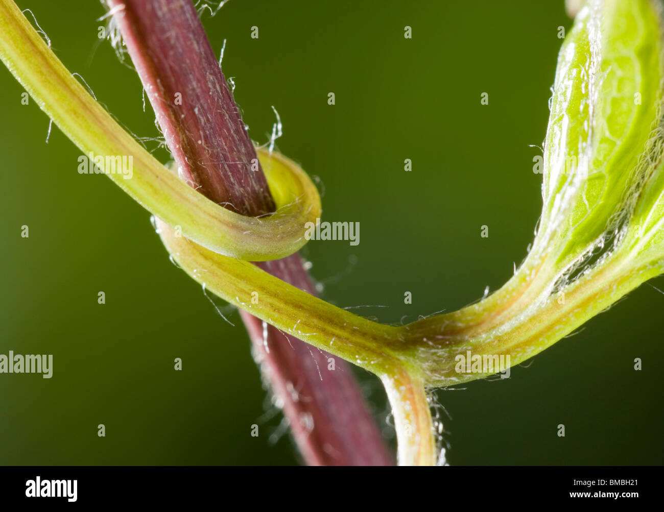 Clematis leaf stalk twisted round support. Stock Photo