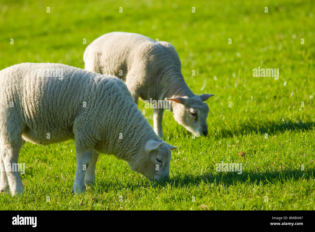 Lambs, Surrey, UK Stock Photo